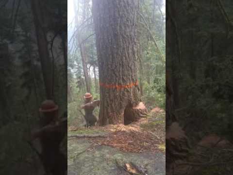 Baumfällung geht schief