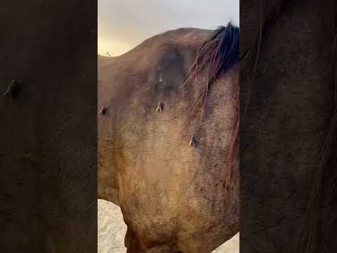 🐴🦟 Uważaj na tego owada — cichy wróg koni 😱 #shorts