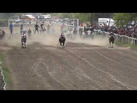 GRAN ISABELLA Club Hípico Riveras Neuquinas - Vista Alegre Sur - 22 de Marzo de 2026