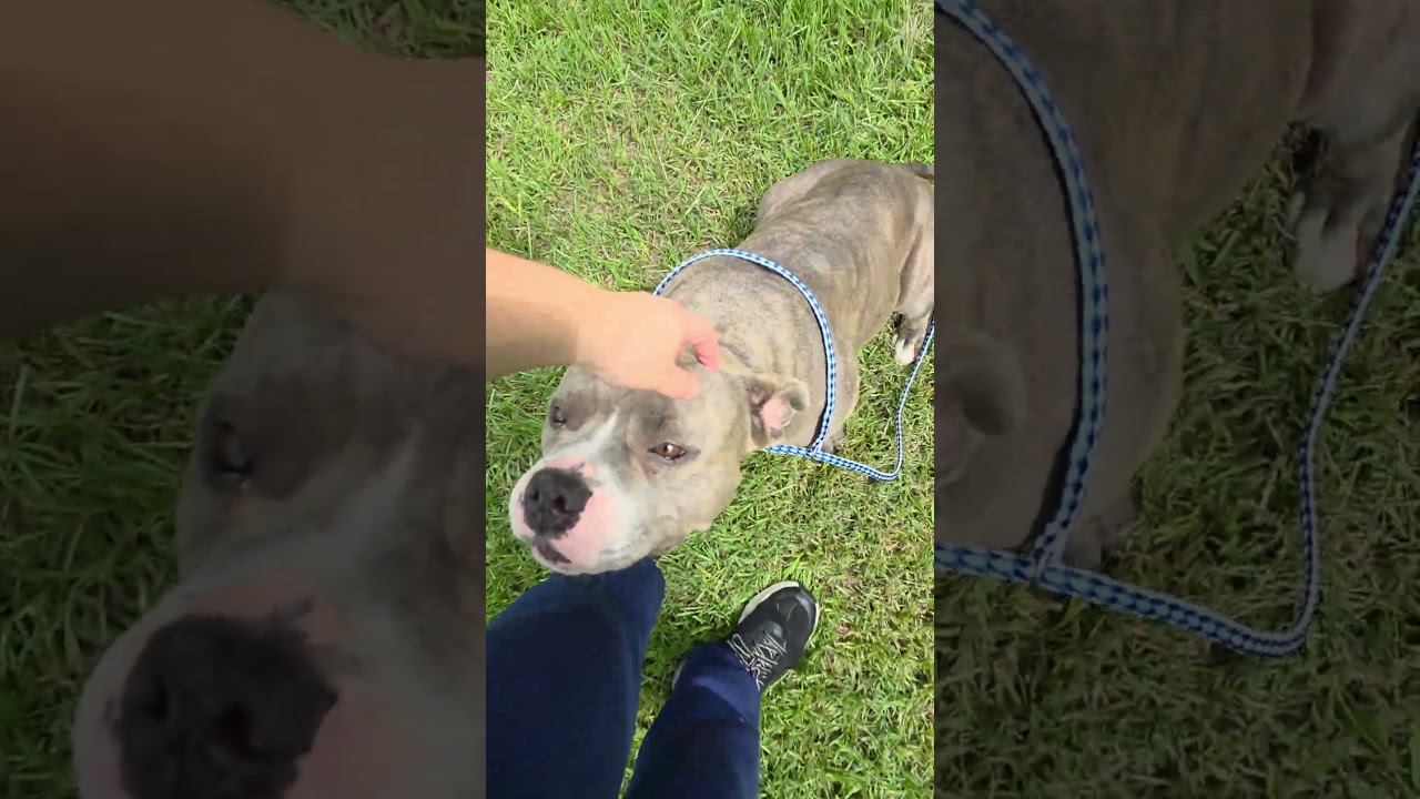 Miss Isabelle, a Adoptable Pit Bull Terrier in Rocky Mount, NC video 2/2