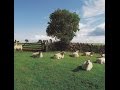 THE KLF Chill Out Full Album