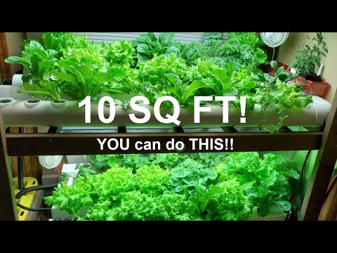 Home Hydroponic Farm: Hundreds of Pounds of Produce in 10 Sq Ft!