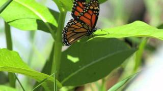 He Is We - Everything You Do Lyrics