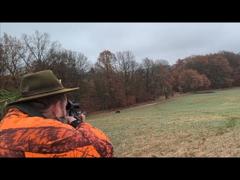 Wild Boar Hunting in Poland , the best moments 2025 cz.1