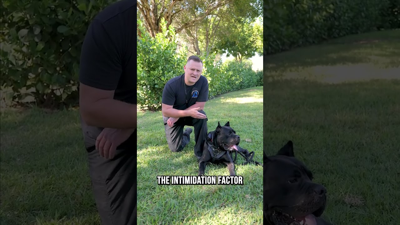 Why the Cane Corso Breed Are NOT Used as Police Dogs