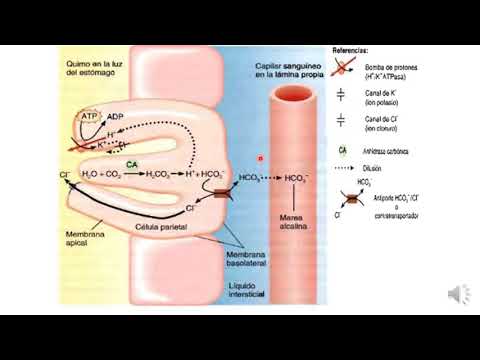7 secreción de ácido clorhídrico
