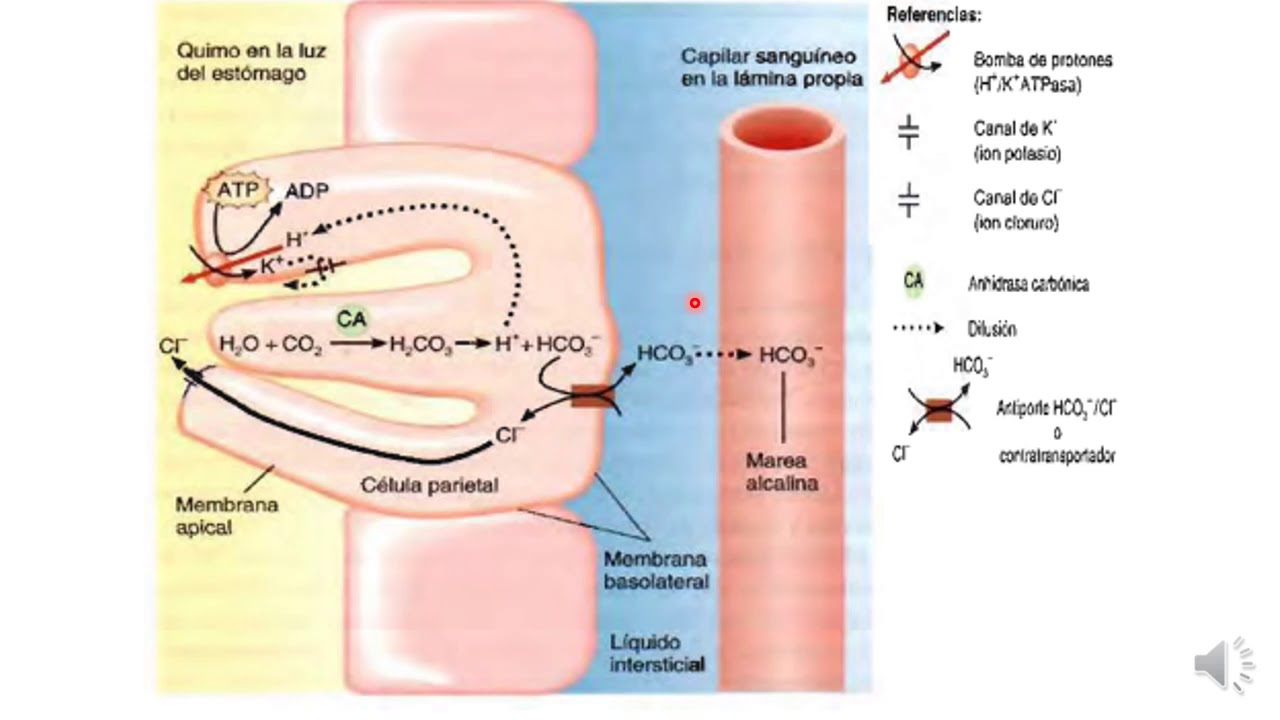 7 secreción de ácido clorhídrico
