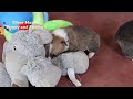 Welsh Corgi Pembroke dogs for sale: Sophie OFA Parents - Video 1