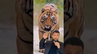 O tigre É CONSTRUÍDO DIFERENTE  #worldnario  #animals #tiger