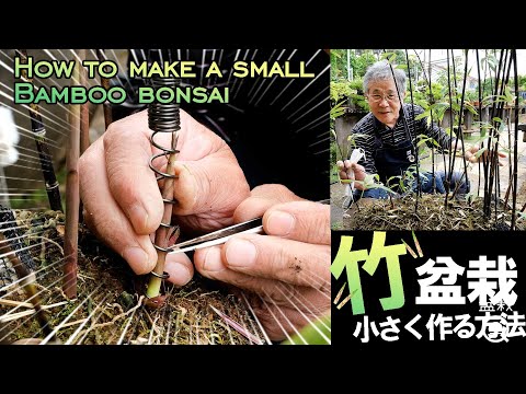 ビセット竹 植物