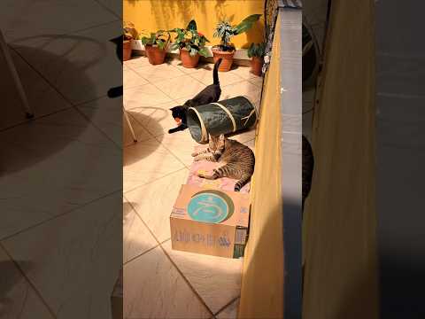 Quando o VÉIO arruma uma novinha 🔥😴 😆