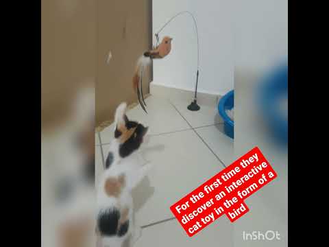 cue cat ♧♧For the first time they discover an interactive cat toy in the form of a bird