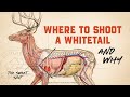 Whitetail Deer Anatomy Shot Placement