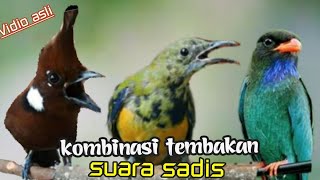 Download lagu MASTERAN KOMBINASI TEMBAKAN DAN GESEKAN SUARA SADIS  20 cililin vs cangkok vs tengkek buto mp3