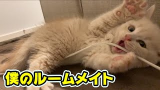 【足長マンチカン】#2 コードで遊ぶ姿が異常にかわいい