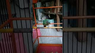 Download lagu CUCAK CUNGKOK BETINA ISTIMEWA mp3