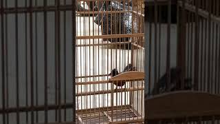 Download lagu murai batu BArongsai mp3