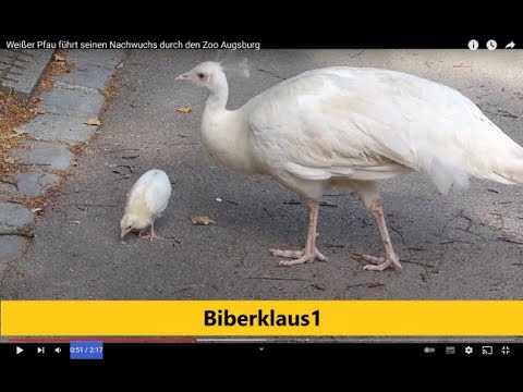 Weißer Pfau führt seinen Nachwuchs durch den Zoo Augsburg.