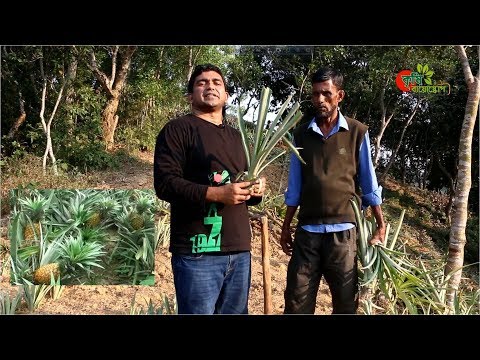 আনারস চাষঃ ব্যাতিক্রমী পাহাড়ি আনারস