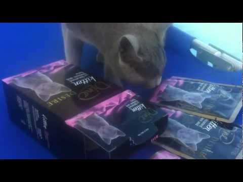 Isadora the Dine kitten