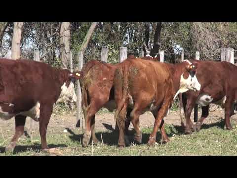 Lote VAQUILLONAS MOCHAS CONTROLADAS "SAN PEDRO/LA LUCILA"