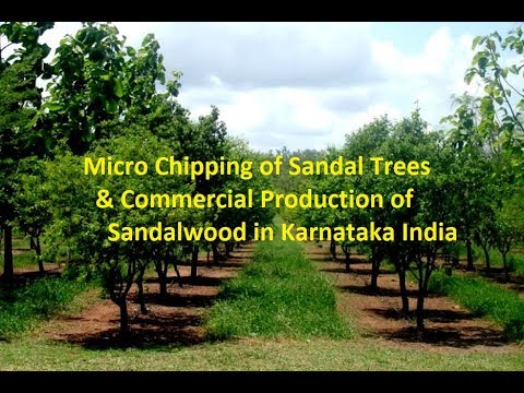 download lagu mp3 mp4 Karnataka Sandalwood, download lagu Karnataka Sandalwood gratis, unduh video klip Karnataka Sandalwood