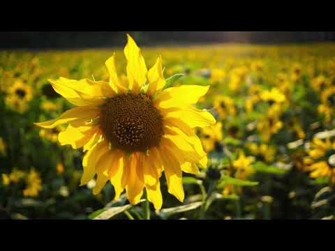 Songbird cover by Susanne Ljunggren