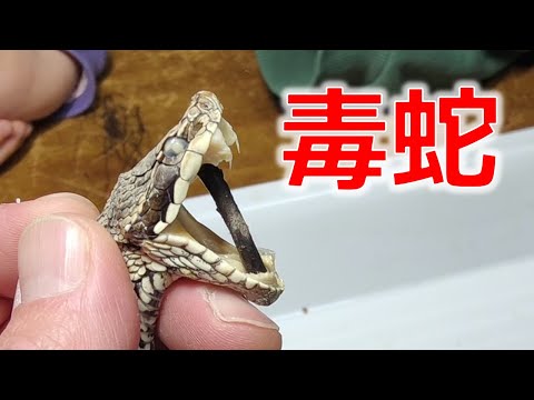 園芸 フランスの毒蛇