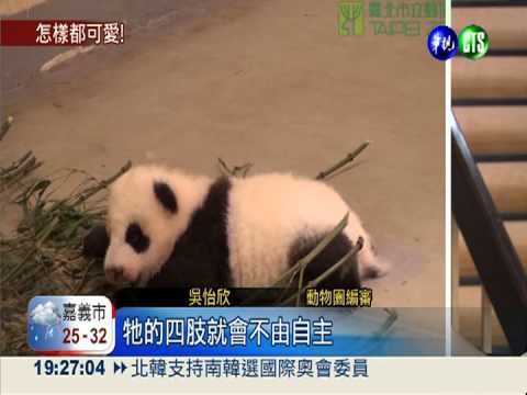 圓仔匍匐學爬行 原地轉圈超逗趣