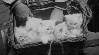 A Cat And Dog Life, Alexandra Palace and Crystal Palace (1928) | Britain on Film