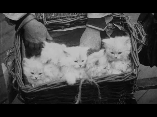 A Cat And Dog Life, Alexandra Palace and Crystal Palace (1928) | Britain on Film
