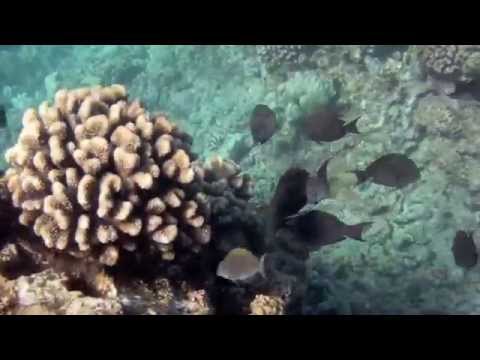 Puako Bay - Puako - Big Island - Hawaii - Moray Eel - Coral Reef - Tropical Fish