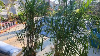 Why Bamboo Palms Make Excellent Houseplants
