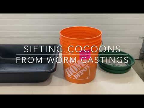 Sifting cocoons from worm castings. Worm Farm Episode 2.