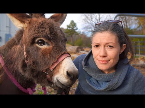 6 Important Considerations Before Getting Miniature Donkeys