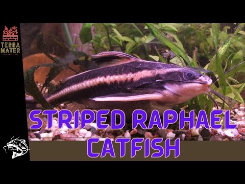 Introduction to STRIPED RAPHAEL CATFISH: Fish Profile (Platydoras armatulus)