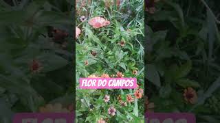 Deus o maior Romantismo vem de ti. #flordodeserto #flordocaribe