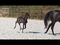 Pouliche kwpn Dressage