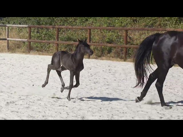 Pouliche kwpn Dressage 