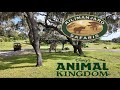 Kilimanjaro Safaris Disney S Animal Kingdom Guided Wildlife Tour Front Row Both Sides 4K