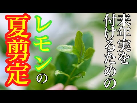 ゼラニウムの剪定は夏にやったほうが良いのでしょうか？来年のために取っておくのは良いことです。  庭園