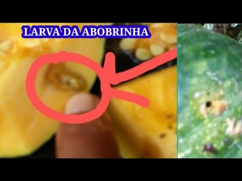 , title : 'DOENÇA DAS CURCUBITACIAS-BROCA DA ABÓBORA(Diaphania Hyalinata) larva da abobrinha'