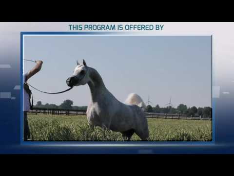 Milan SEWC 2016   Class 1A   Yearling Fillies