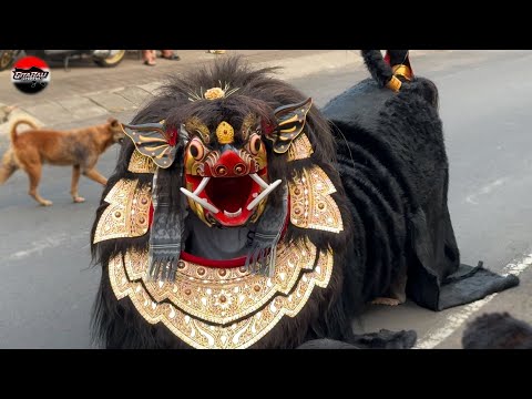 Ngelawang Bawi Shankara Galak Tapi Lucu Disempidi - Galungan september 2024