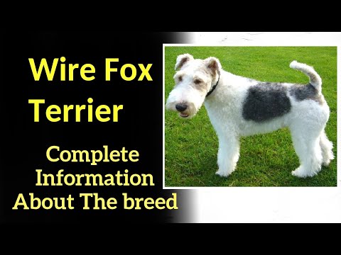 , title : 'Wire Fox Terrier. Pros and Cons, Price, How to choose, Facts, Care, History'