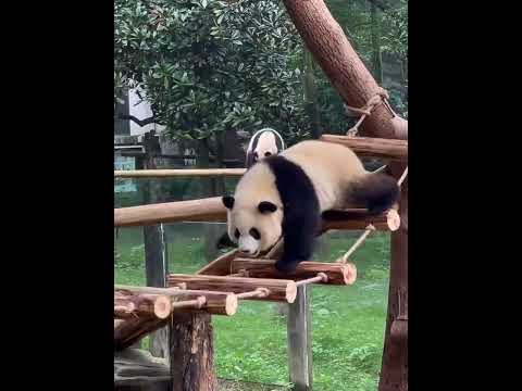 Panda cub first takes a tumble off the bridge, then drops again— Its pal’s like “huh?!”#panda #funny