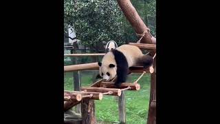 Download lagu Panda cub first takes a tumble off the bridge, then drops again— Its pal’s like “huh?!”#panda #funny mp3