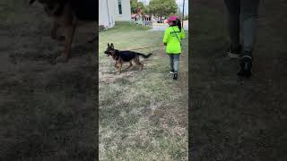 Video preview image #1 German Shepherd Dog Puppy For Sale in Rowlett, TX, USA