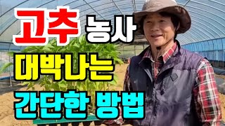고추모종 이렇게 심으면 병이 안생기고 고추농사 대박나요. #고추모종 #고추모종심는방법 #모종심기 #미생물 #…