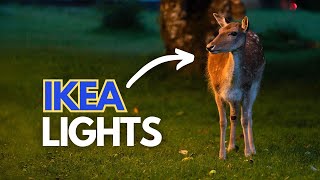 Using Lights to Photograph Wildlife|Sony A7RV